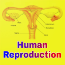 Human Reproduction