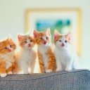 Kitten Wallpapers HD Icon