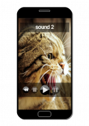 Enojar a su gato screenshot 3