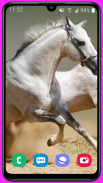 Horse Wallpaper HD screenshot 4