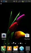 Multicolor Tulip Flower LWP screenshot 2