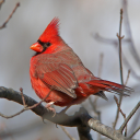 Canto Cardenal