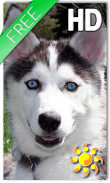 Puppy Husky Live Wallpaper screenshot 0