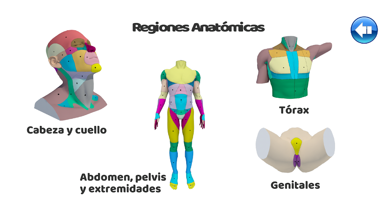 Regiones Anatómicas Del Abdomen
