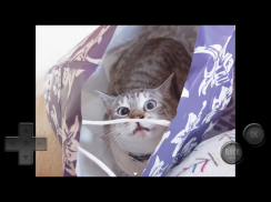 猫飼いシミュレーション screenshot 3