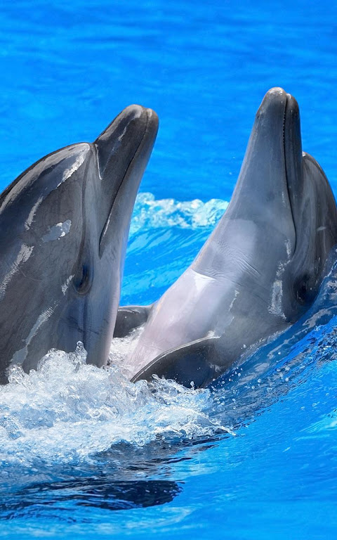 free dolphin live wallpaper APK for Android Download