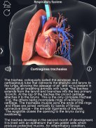 Respiratory System Anatomy Pro. screenshot 6