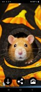 Hamster Wallpapers screenshot 2