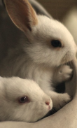 Cute Rabbit Wallpapers screenshot 1