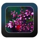 Spring Live Wallpaper Icon