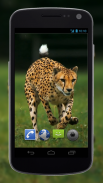 4K Cheetah Sprint Live Wallpaper screenshot 3