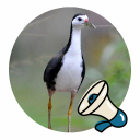 White-breasted Waterhen Sound Icon