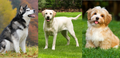 Dogs Quiz - Guess All Breeds!