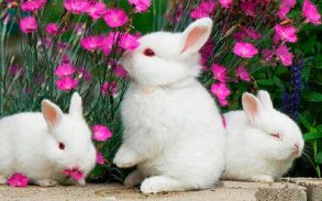 Funny Bunnies live wallpaper screenshot 9