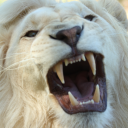 Lion Roar