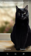 Lindo gato negro Fondos de pantalla animados screenshot 8