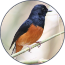 White-rumped shama