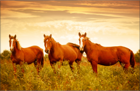 Horses Jigsaw Puzzles screenshot 0