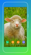 Sheep Wallpaper screenshot 2