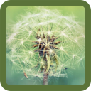 Animated Dandelion Icon