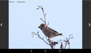 Vogels in Nederland screenshot 3