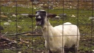 Screaming Sheep screenshot 0