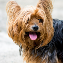 Yorkshire Terrier fondo animad Icon