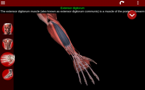 Muskulöses System in 3D (Anatomie). screenshot 2