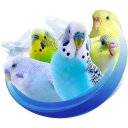 Alen AxP Budgie Community