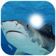 Beautiful Shark Photo Frame screenshot 3