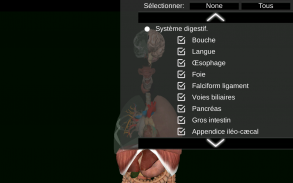 Organes Internes en 3D (Anatomie) screenshot 18