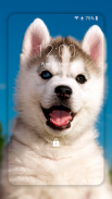 Husky dog Wallpaper HD Themes screenshot 4