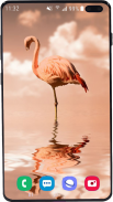 Flamingo Wallpaper HD screenshot 2