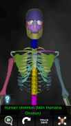 Osseous System in 3D (Anatomy) screenshot 5