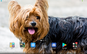 Yorkshire Terrier sfondi anima screenshot 2