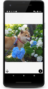 Shiba Swipe - Unlimited Shiba Inu Pictures screenshot 1