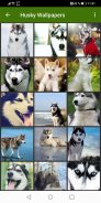 Husky Wallpapers screenshot 3