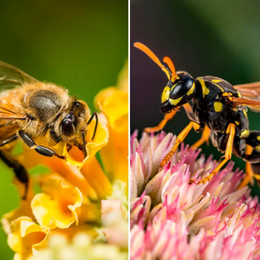Звук пчелы слушать. Звук пчелы. Пчела андроид приложение.