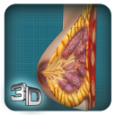 Breast anatomy in 3D