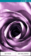 Papéis de Parede - Purple Rose screenshot 1