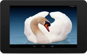 Swan Wallpapers screenshot 6