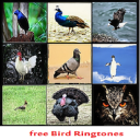 Best Bird Ringtones - 1.0 Icon