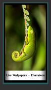 Live Wallpapers - Chameleon screenshot 0