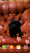 Puppies Live Wallpapers screenshot 2