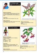 Herbal and Medicinal plants - Fight diseases screenshot 2