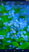 Blue Flowers Live Wallpaper screenshot 8