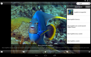 Bermuda Reef Life HD screenshot 9