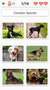 Hunderassen - Foto-Quiz über alle Hunde der Welt screenshot 7