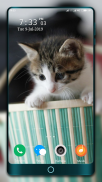 Cute Kitten Wallpaper screenshot 1