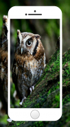 Owl Wallpaper screenshot 2